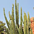20100501Tokyo Disneyland ＋扇山 165